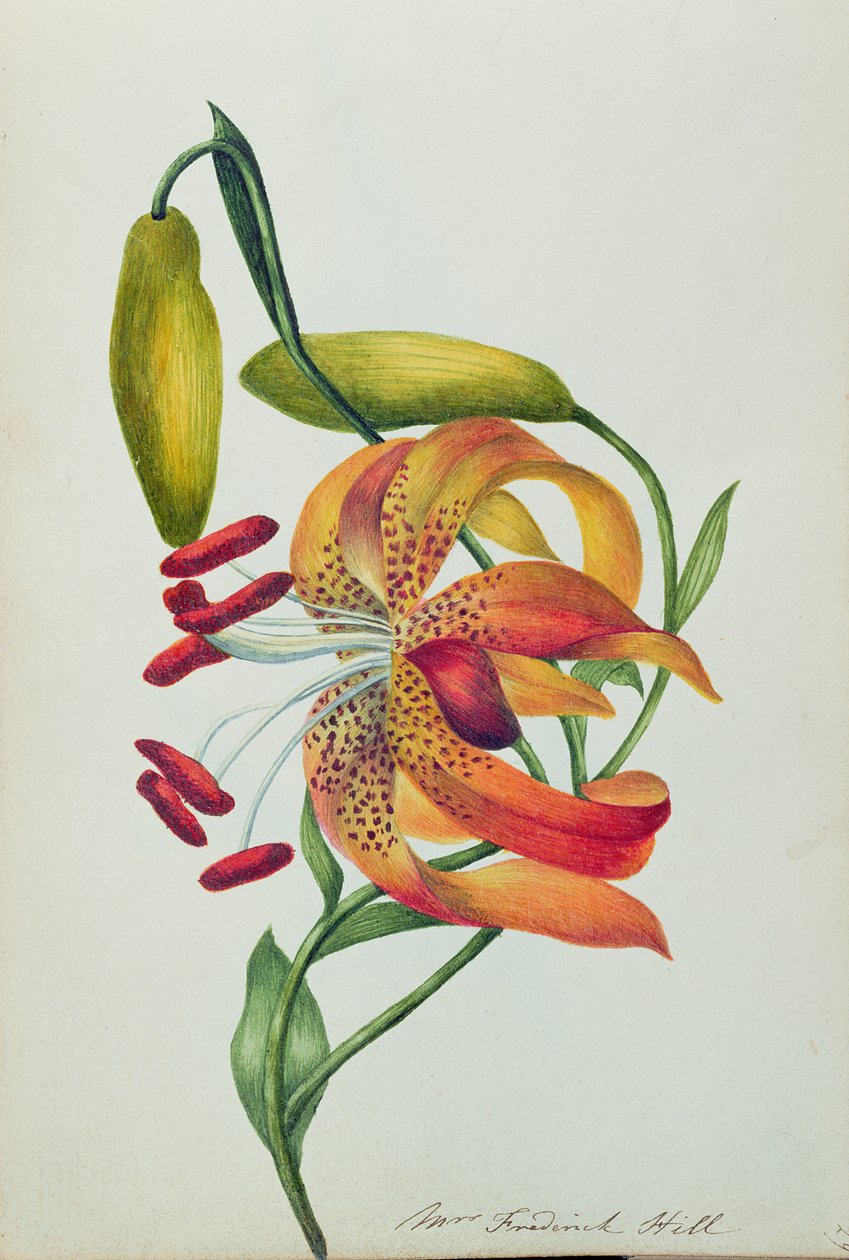Lírio Tigre (wc) de Mrs Frederick Hill