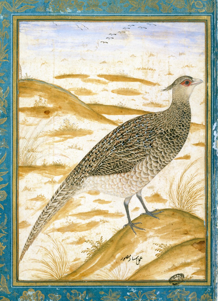 Um faisão de alegria do Himalaia contra uma paisagem de areia, c.1620 de Mughal School