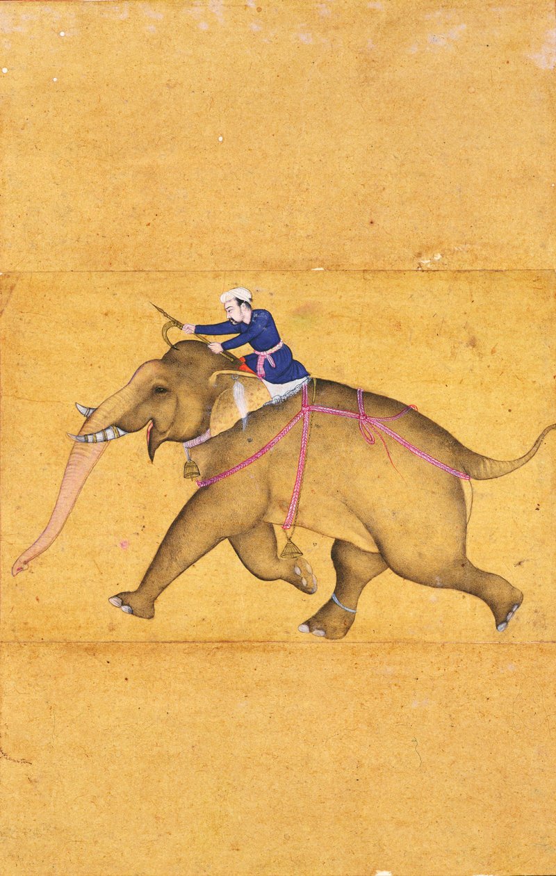 Um Mahout montando um elefante, do álbum Large Clive (desenho de linha com lavagem de cores no papel) de Mughal School