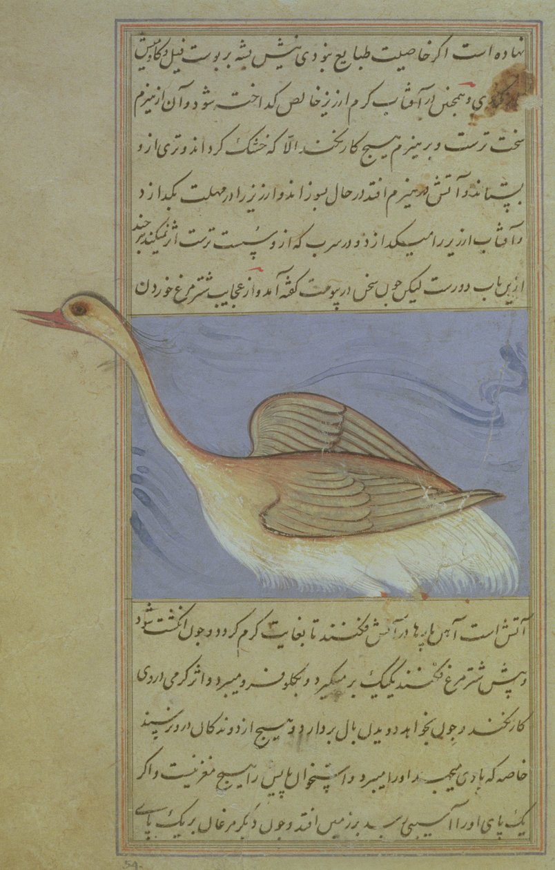 Um cisne, de Nuzhat-Namah IAlai, 1599 (1007 Hijra) de Mughal School