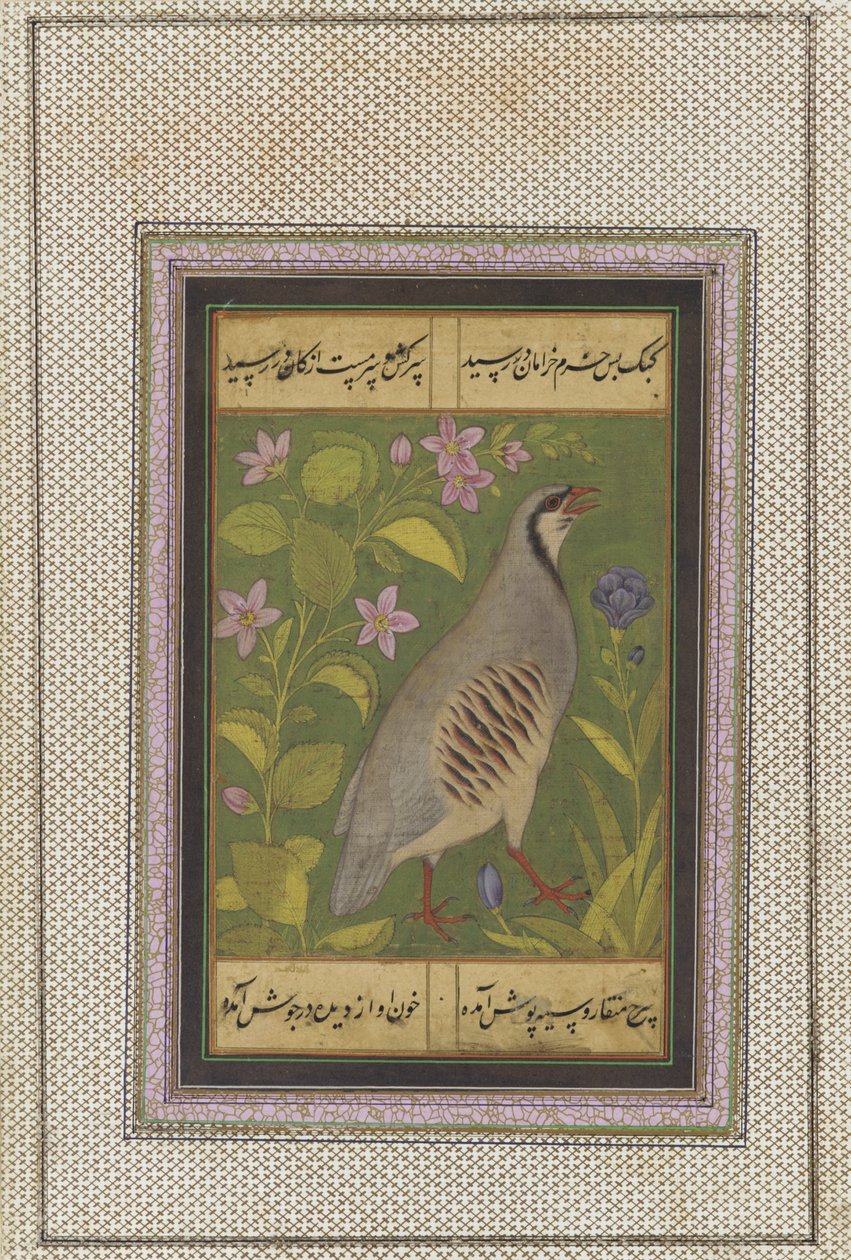 Uma perdiz chukar, folio manuscrito destacado com pintura, final do século XVI de Mughal School