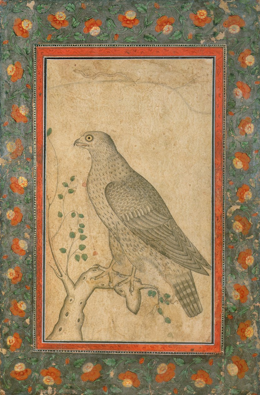Falcão empoleirado em um tronco frondoso, c.1650 de Mughal School