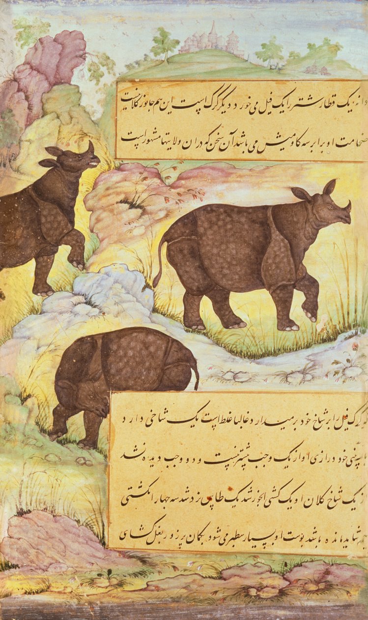 Rinoceronte, ilustração do &39;Baburnama&39; (as memórias da Babur) 1589-90 de Mughal School