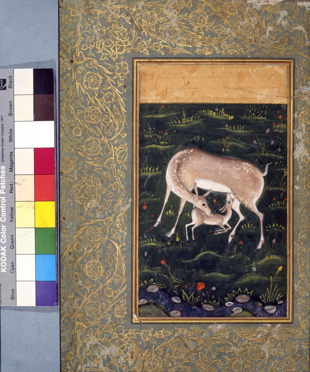 Uma corça amamentando seu fulvo, c.1560 (aquarela opaca e ouro sobre papel) [ver também 6040456] de Mughal School