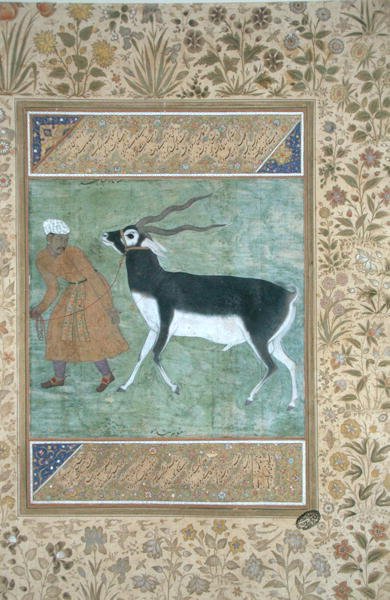 Um dólar preto indiano sendo conduzido por seu guardião, c.1616 (aquarela opaca e ouro sobre papel) de Mughal School