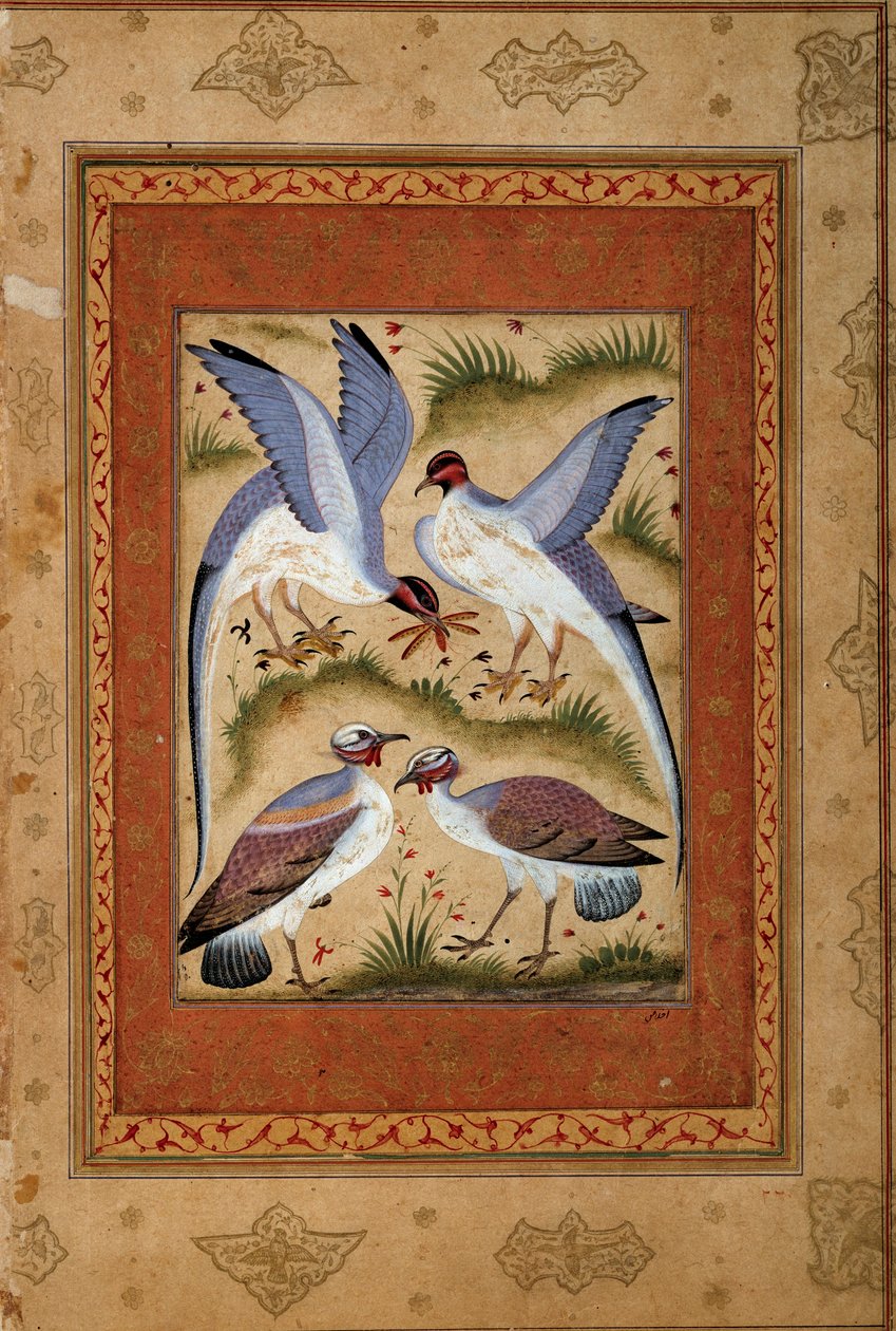 Pássaros. Dor de guache miniatura da escola de moghole. 1590-1600. Paris, Museu Guimet, Museu Nacional de Artes Asiáticas. de Mughal School