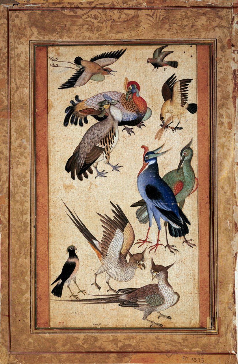 Dez pássaros. Pintura em miniatura na guache do buraco da escola de Mughal School