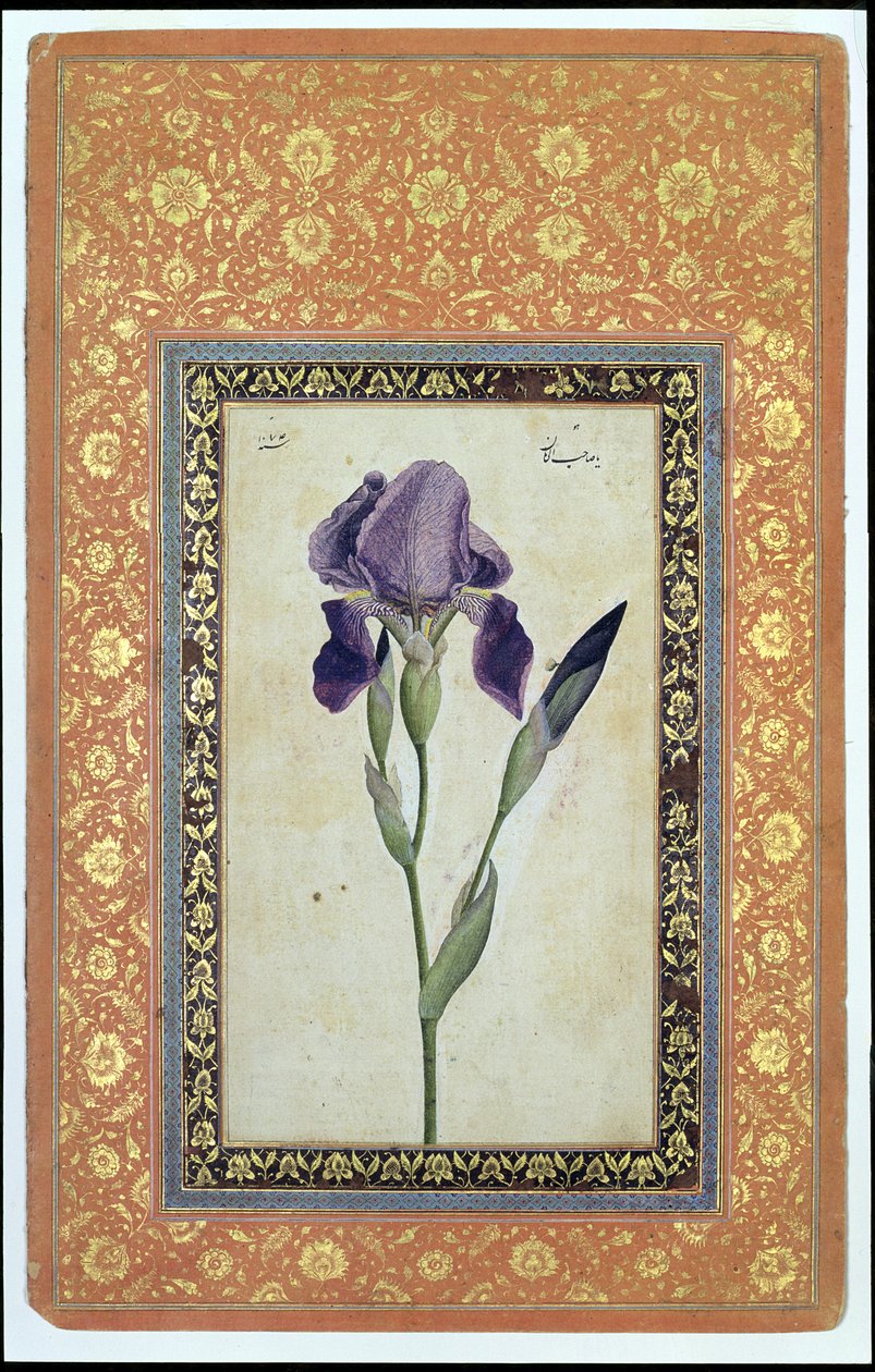 Blue Iris, 1663-64 (wc opaco e tinta no papel) de Muhammad Zaman