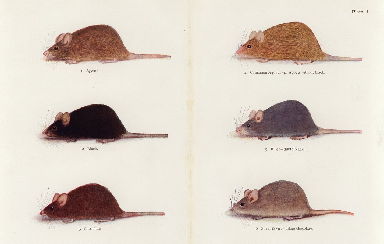 Ratos (litografia a cores) de Muriel Wheldale (after) Onslow