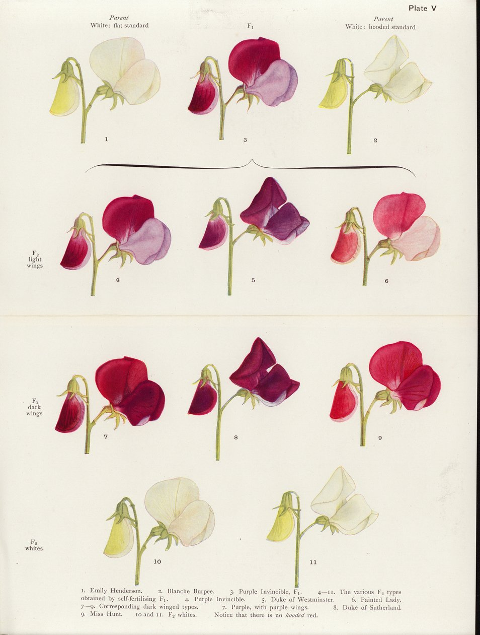 Alelomorfismo espúrio em ervilhas-de-cheiro (litografia a cores) de Muriel Wheldale (after) Onslow
