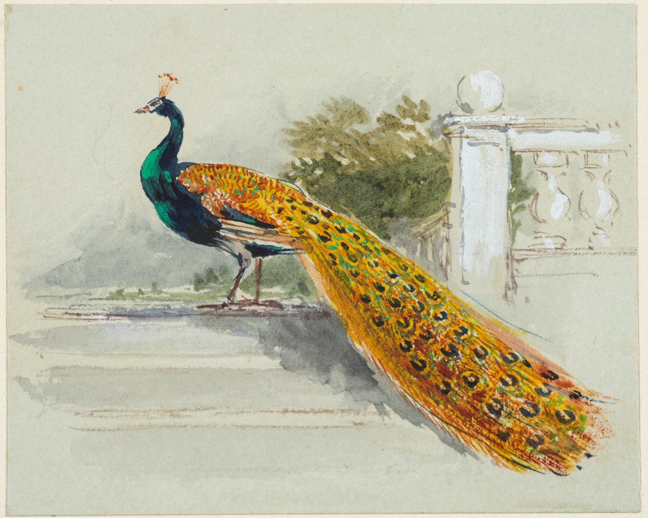 Pavão, c.1640-99 (caneta e tinta preta e castanha, aguarela, cor de corpo sobre papel de trama azul claro) de Myles Birket Foster
