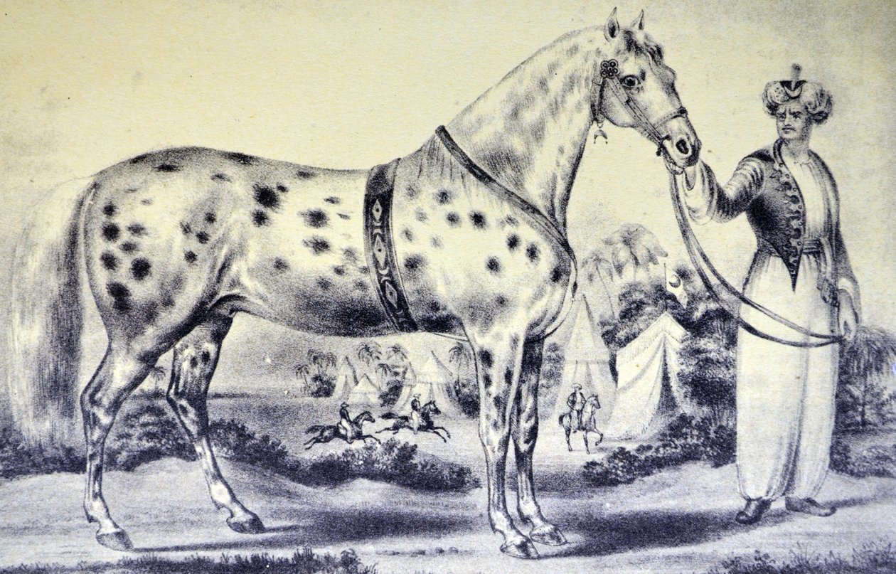 Currier & Ives Ilustração do século XIX. Uma semelhança correta com o Sr. H Rockwell Horse Alexander, Anfiteatro Bowery, Nova York 17 de março de 1840 de N. and Ives, J.M. Currier