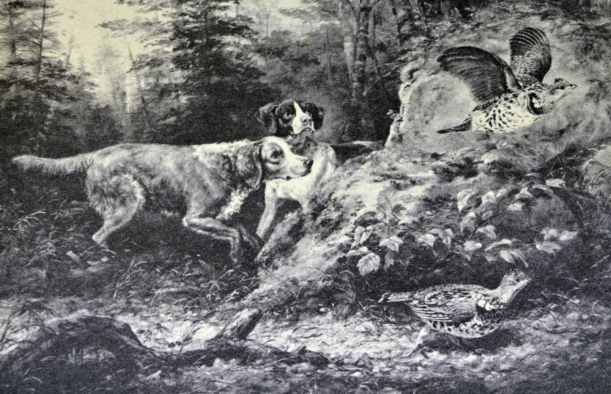 Currier & Ives Ilustração do século XIX. Esportes de campo americanos. Flushd (pintura a óleo original por Arthur Fitzwilliam Tait, NA, do qual a impressão foi feita. de N. and Ives, J.M. Currier