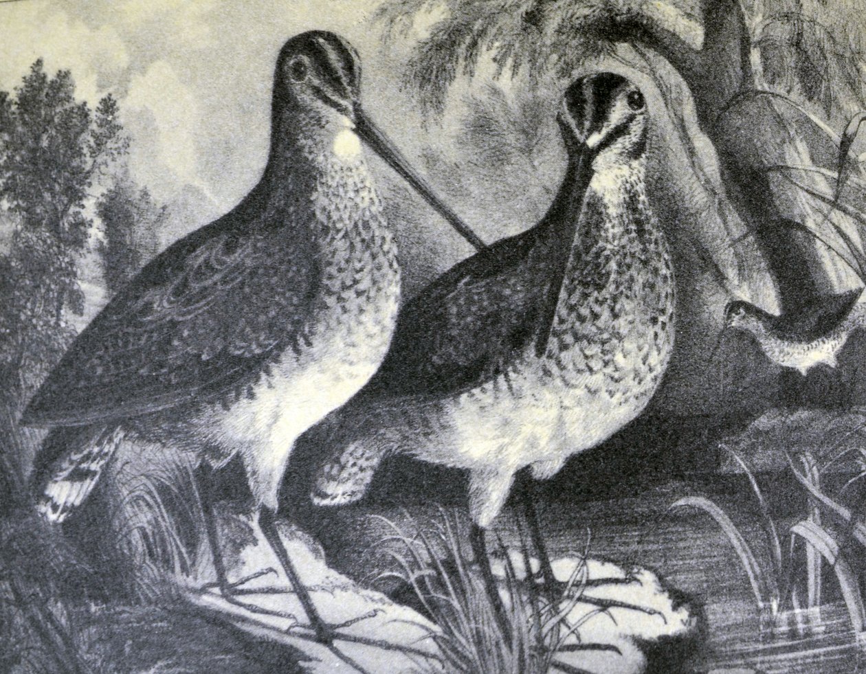 Currier & Ives Ilustração do século XIX. Narceja de N. and Ives, J.M. Currier