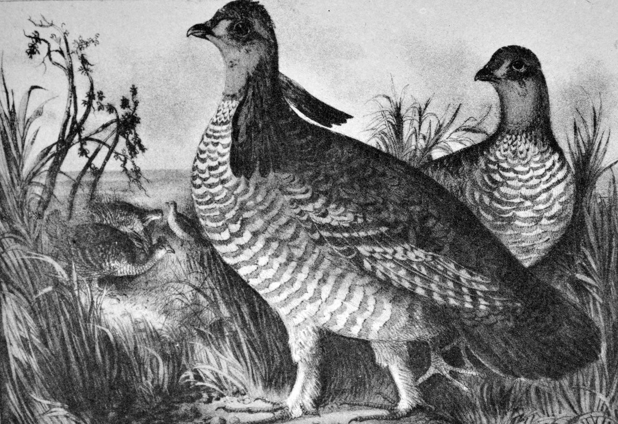 Currier & Ives Ilustração do século XIX. Galinhas da pradaria de N. and Ives, J.M. Currier