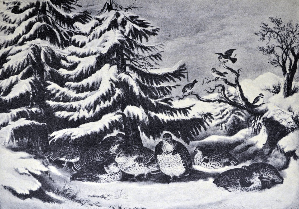 Currier & Ives Ilustração do século XIX. Snowed Up, Grouse Ruffled no inverno de N. and Ives, J.M. Currier