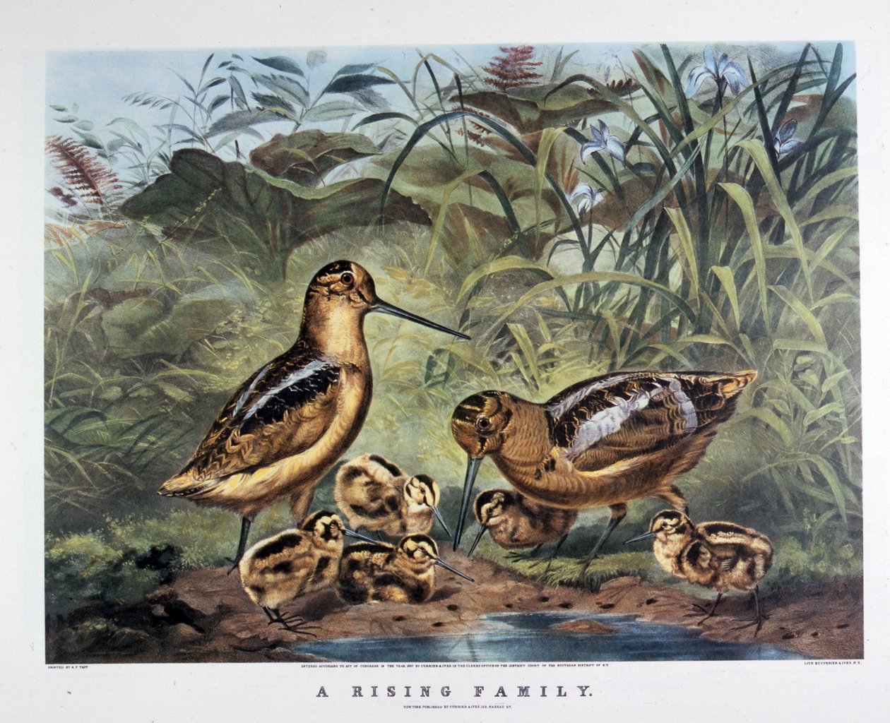 A Family Rising. Por Arthur Tait . 1857 (litografia) de N. and Ives J.M. (1824 95) Currier