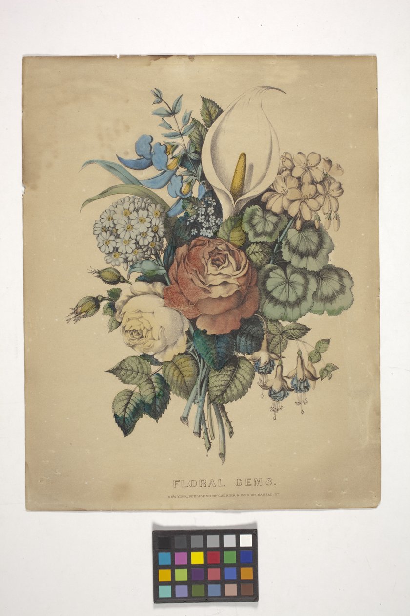 Gemas florais (litografia colorida à mão) de N. and Ives J.M. (1824 95) Currier