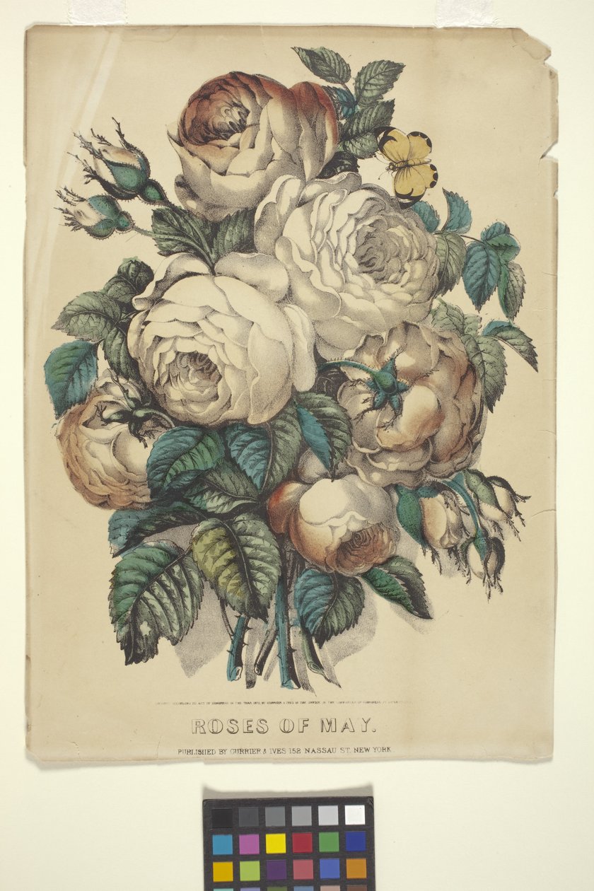 Rosas de Maio (litografia colorida à mão) de N. and Ives J.M. (1824 95) Currier