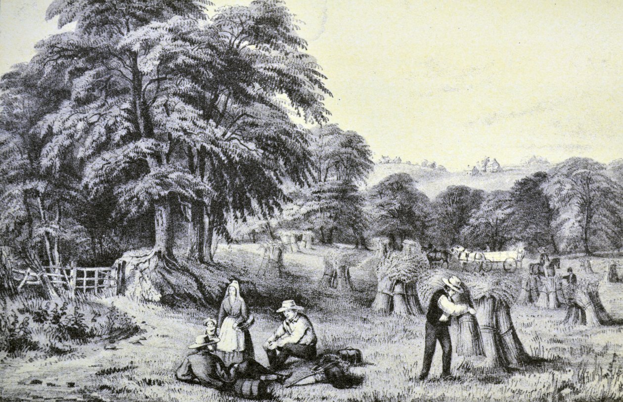Currier & Ives Ilustração do século XIX. Colheita de N. and Ives, J.M. Currier