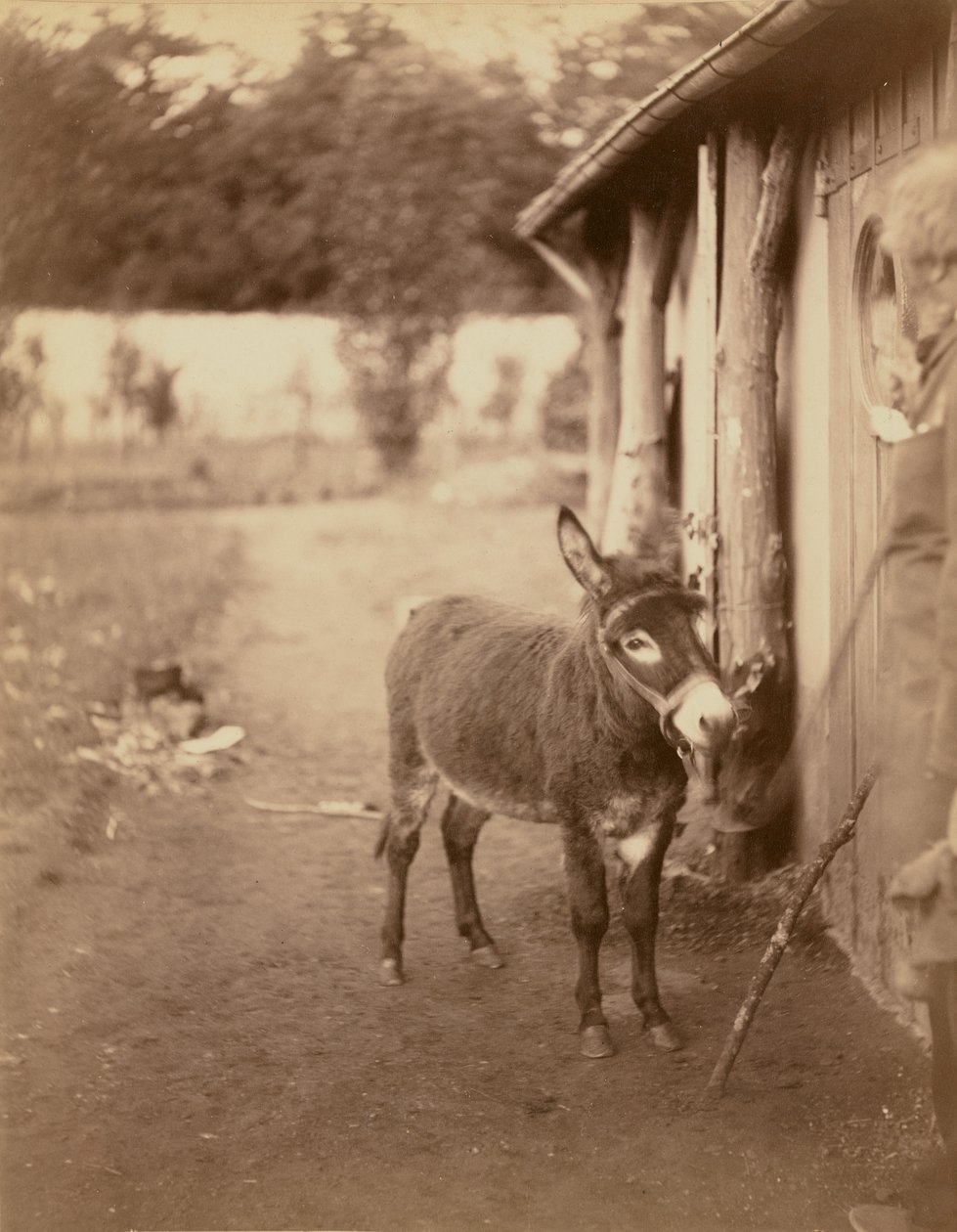 Sénart, o burro Biribi de Nadar [Gaspard Félix Tournachon]