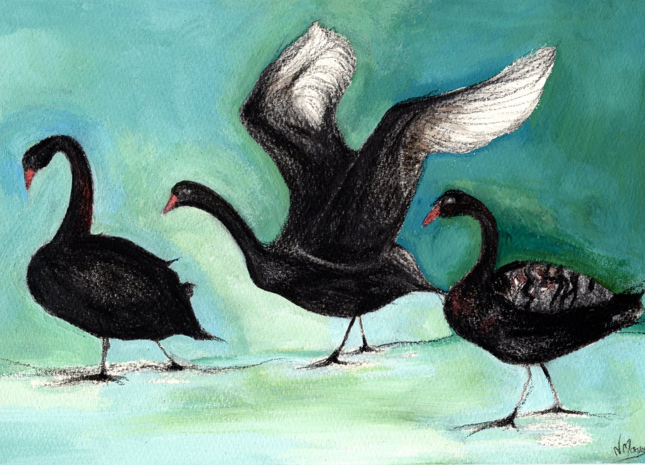 Um balé de Black Swans, 2013, (carvão e guache no cartão) de Nancy Moniz Charalambous