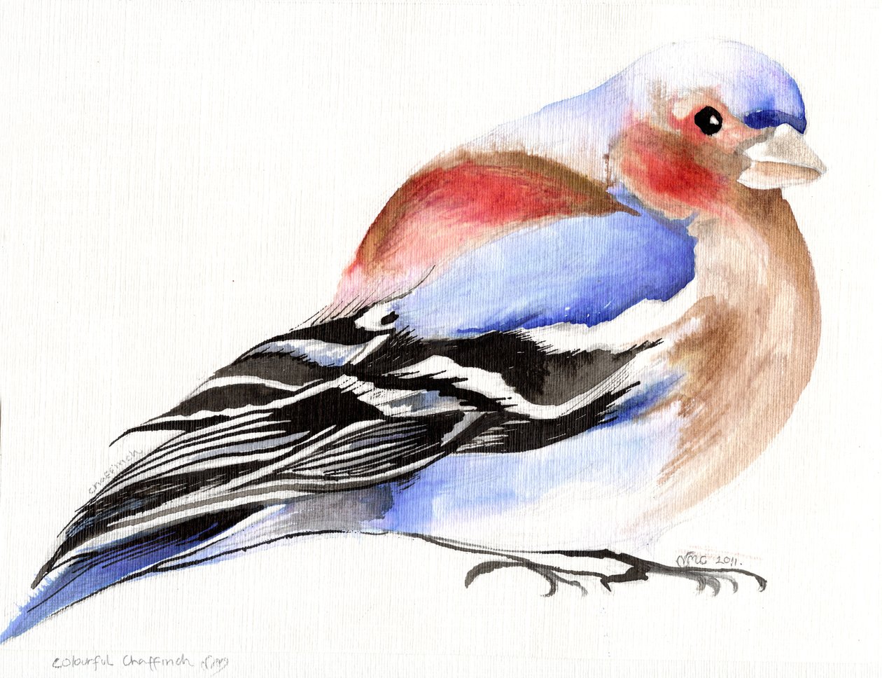 Chaffinch colorido, 2011, (tinta no papel) de Nancy Moniz Charalambous