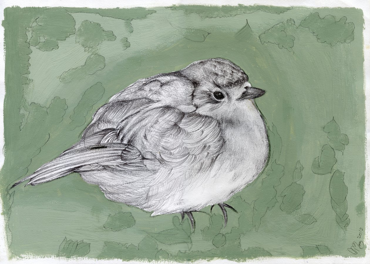 Plump Little Robin, 2012, (guache, lápis sobre papel) de Nancy Moniz Charalambous