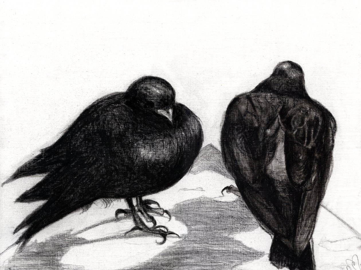 Situação do Pombo Sério, 2012, (carvão no papel) de Nancy Moniz Charalambous