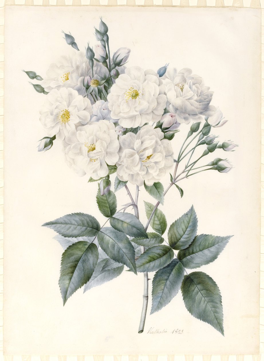 Noisette Rose, 1823 (wc und bodycolour com um pouco de goma arábica, sobre traços de contorno de grafite em pergaminho preparado) de Nathalie d