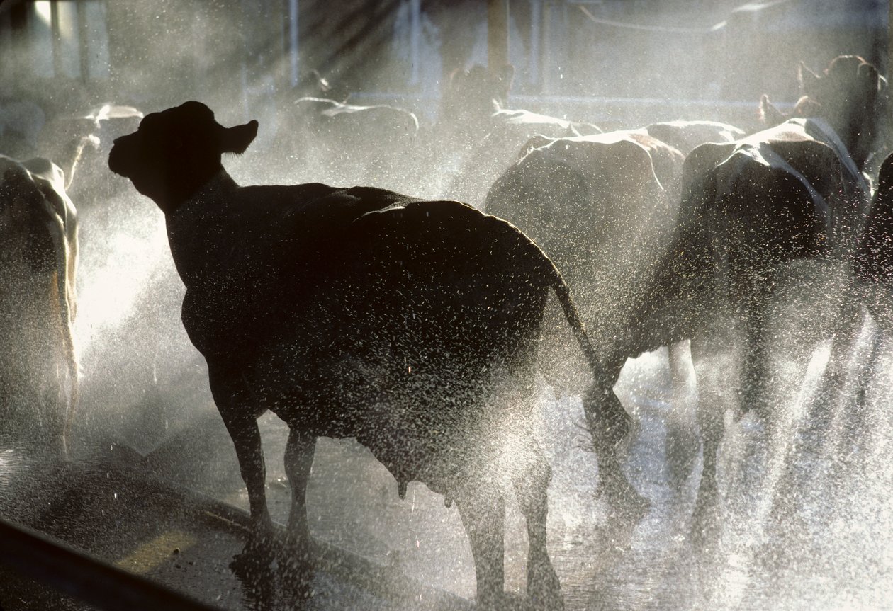 As vacas leiteiras são lavadas num duche antes de serem ordenhadas no Kibbutz Yotvata, um... de Nathan Benn