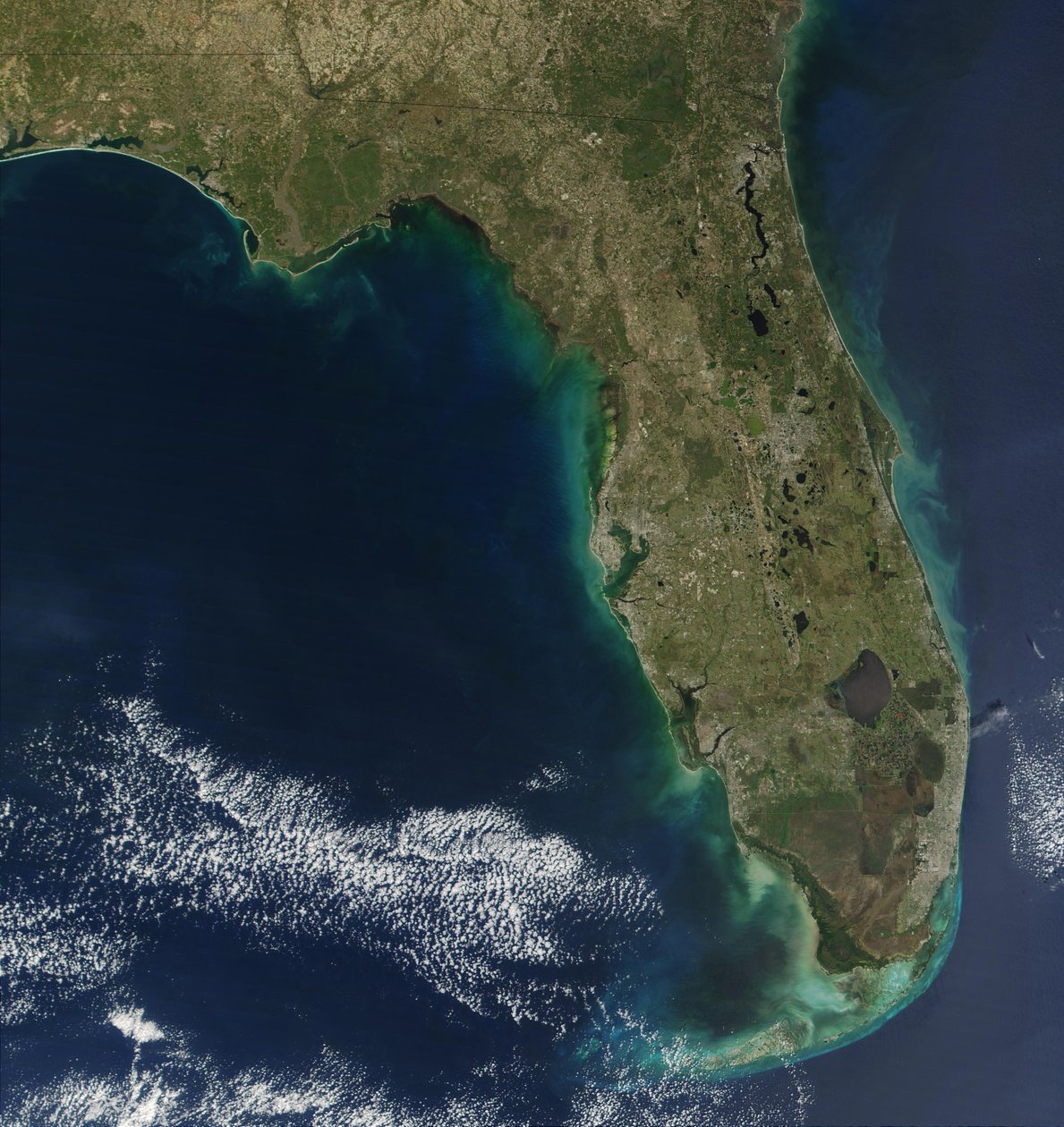Nesta imagem de satélite, a floração da alga tóxica Karenia brevis é visível ao longo da costa oeste da Flórida. (crédito: Jacques Descloitres, NASA) de National Aeronautics and Space Administration National Aeronautics and Space Administration