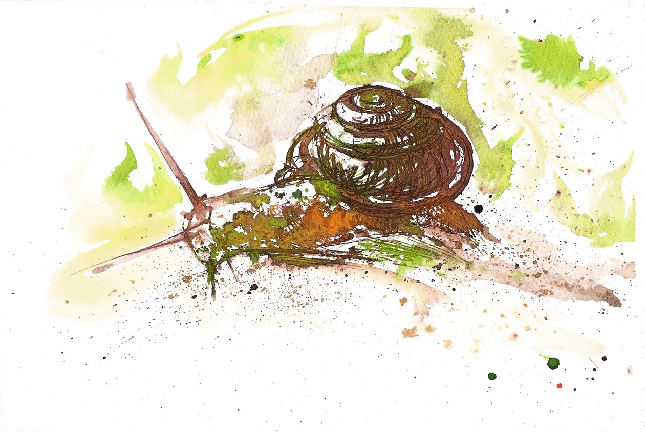 Caracol, 2025 (tinta) de Neale Osborne