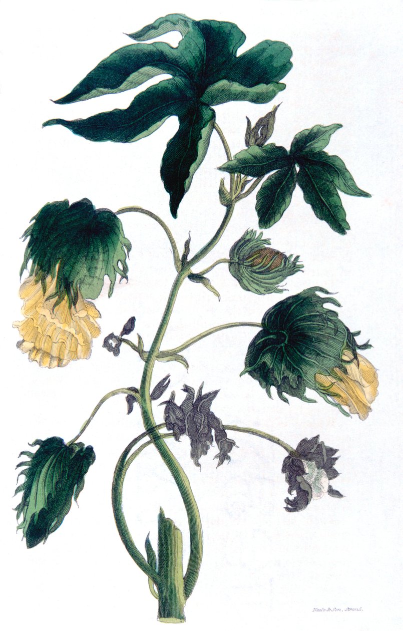 Gossypium - planta de algodão, 1823 de Neale and Son