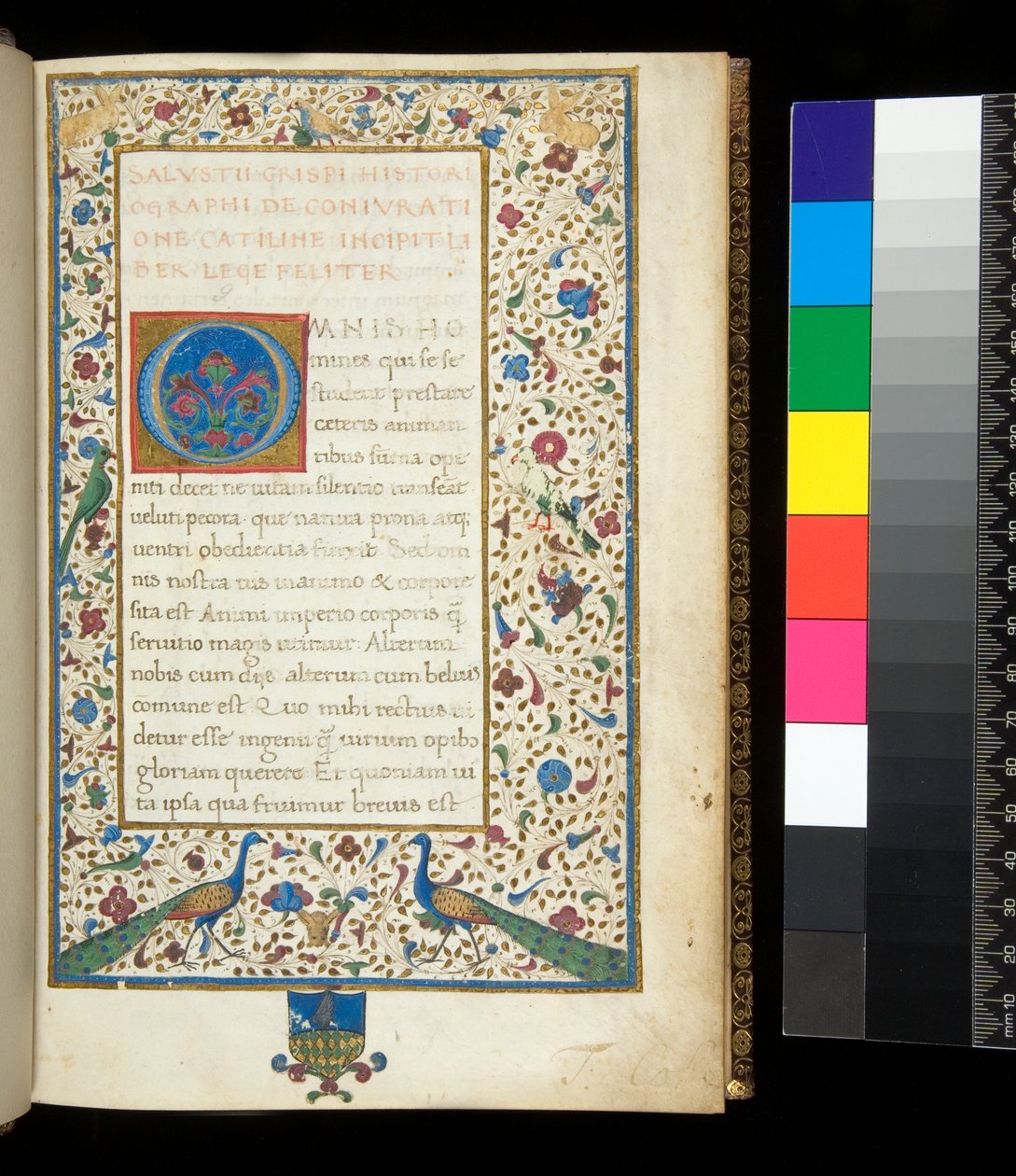 Sra. 336. Sallust, Catilina e Jugurtha, f.1r. Borda totalmente iluminada com pavões, coelhos, periquitos verdes e uma pomba. de Neapolitan School