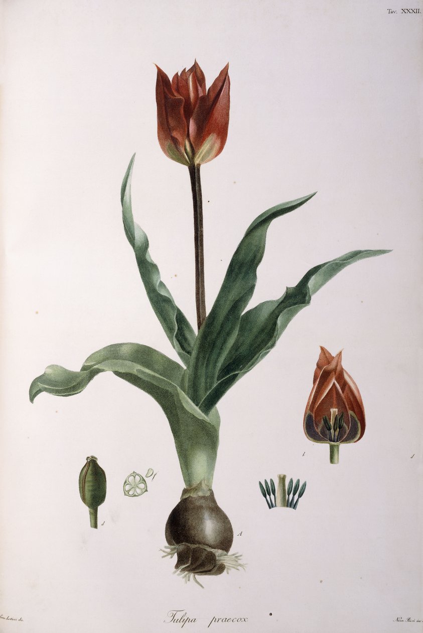 Tulip advance, 1811-1829 de Neapolitan School