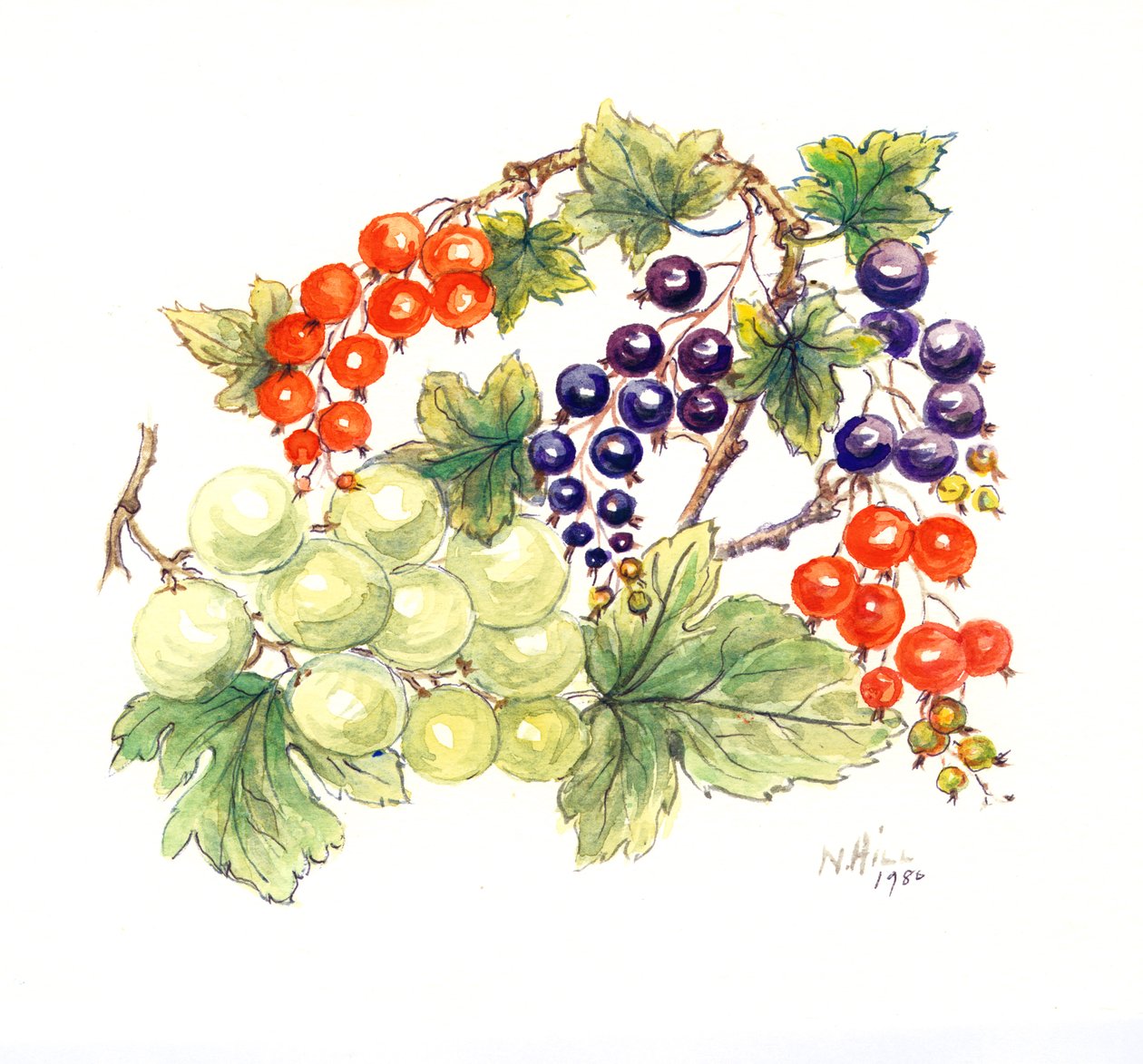 Groselhas pretas e vermelhas com uvas verdes, 1986 (wc no papel) de Nell Hill