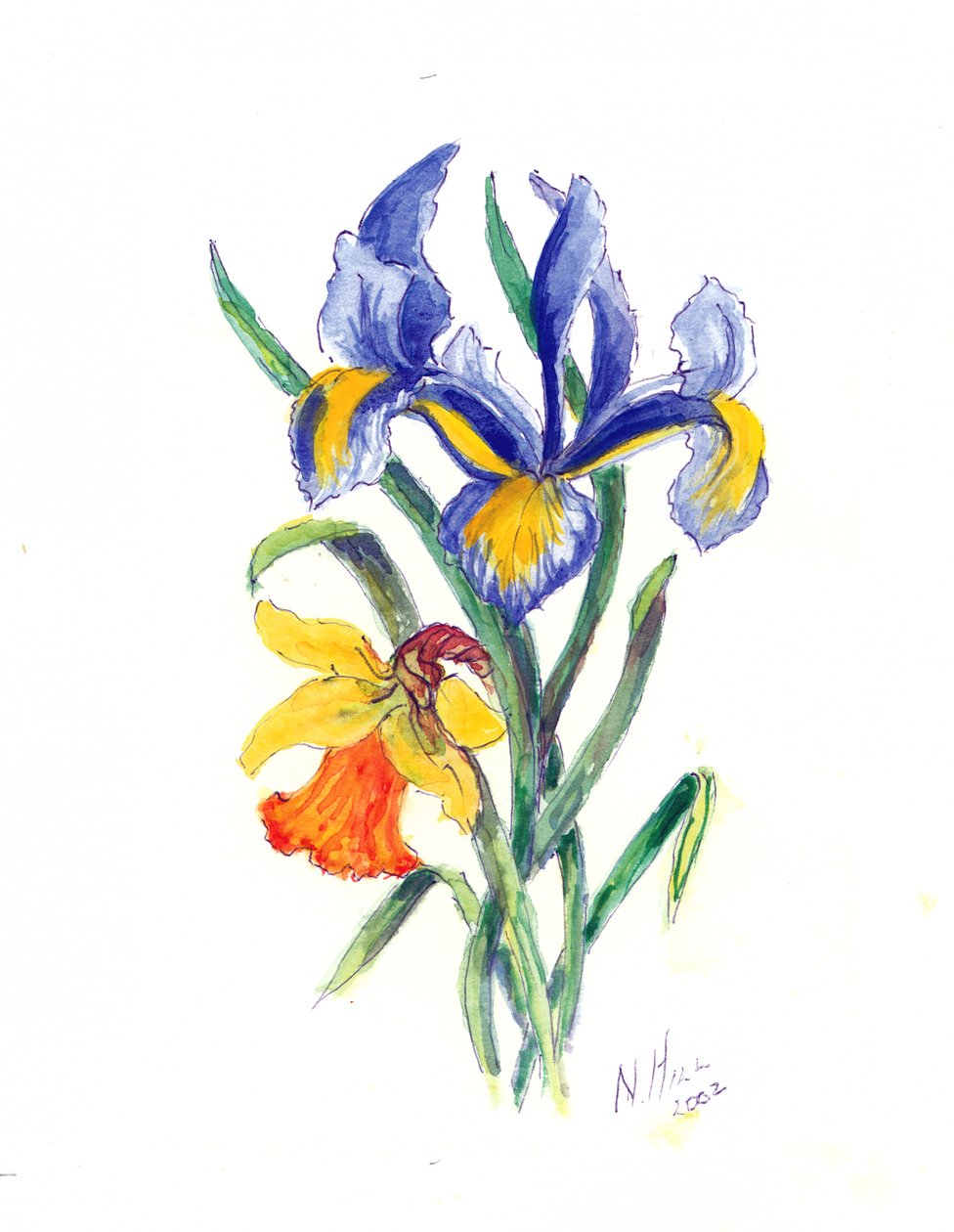Blue Iris and Daffodil, 2002 (wc no papel) de Nell Hill
