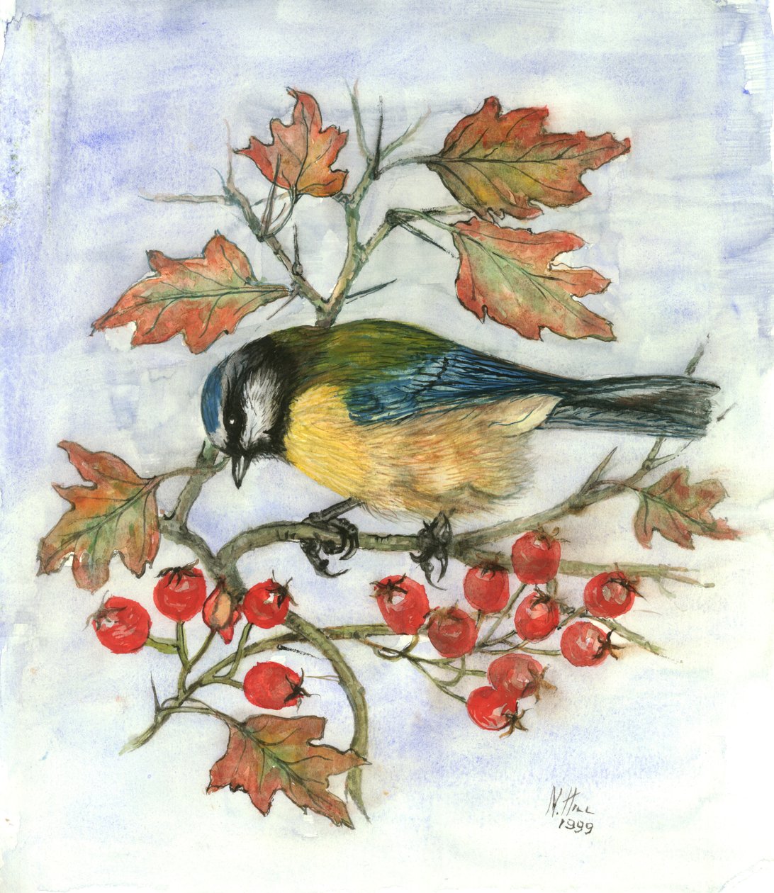 Chapim-azul em Hawthorn (wc no papel) de Nell Hill