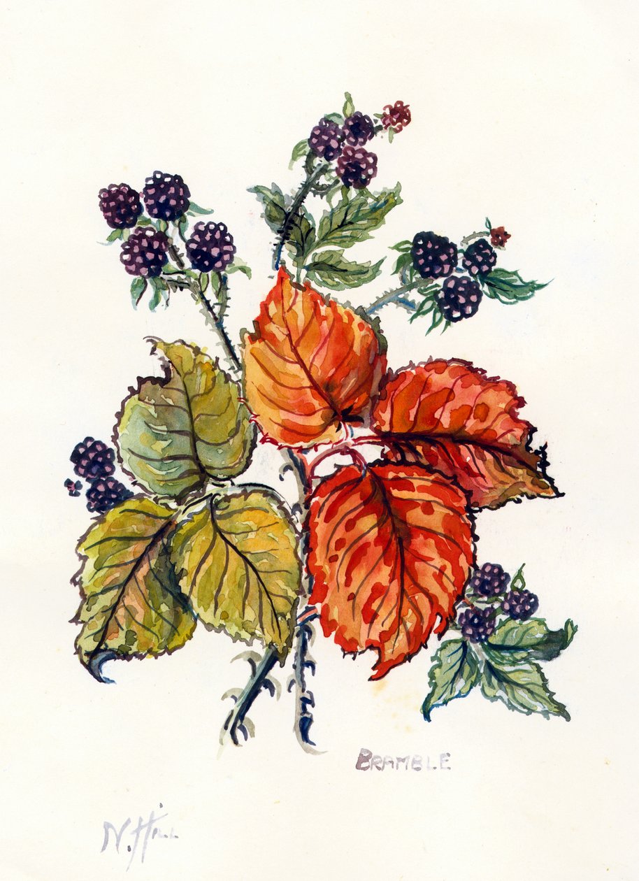 Bramble (wc no papel) de Nell Hill