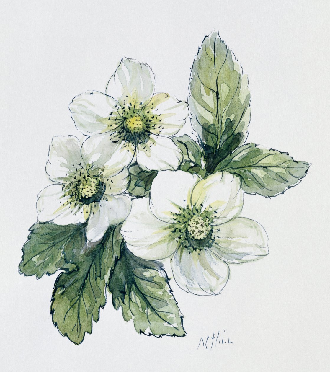 Rosa de natal de Nell Hill