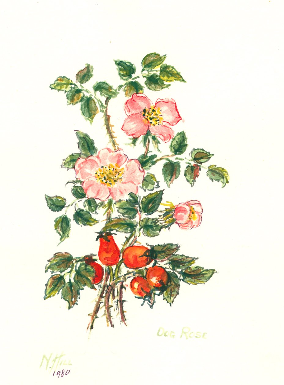 Dog Rose, 1980 (wc no papel) de Nell Hill