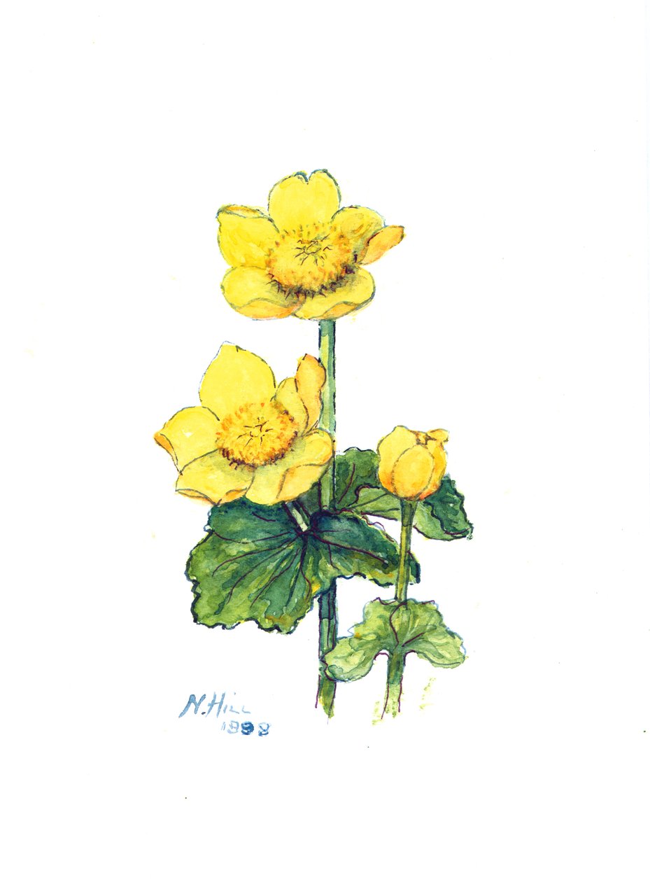 Marigold Marsh, 1998 (wc no papel) de Nell Hill