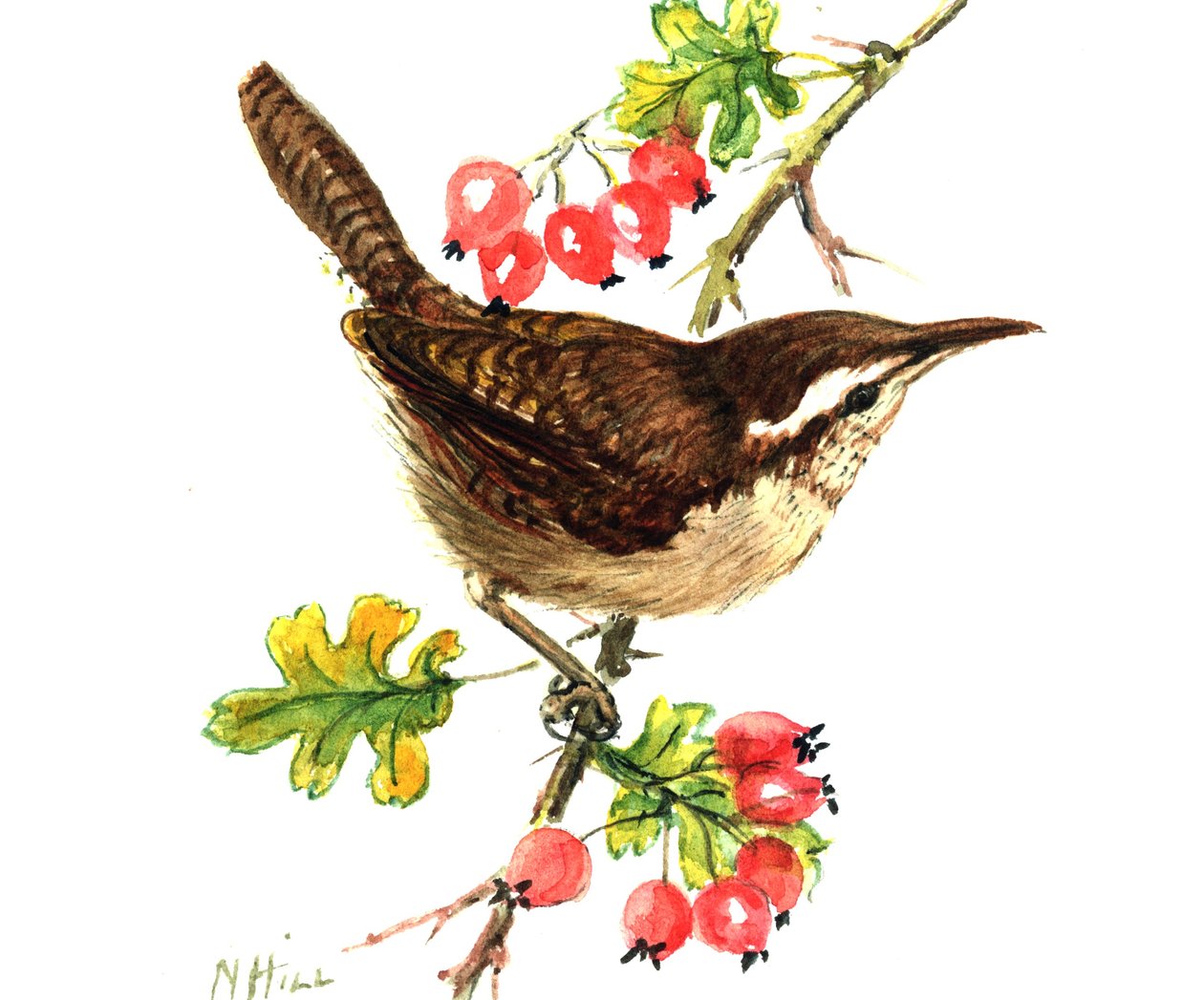Wren e rosehips (wc no papel) de Nell Hill