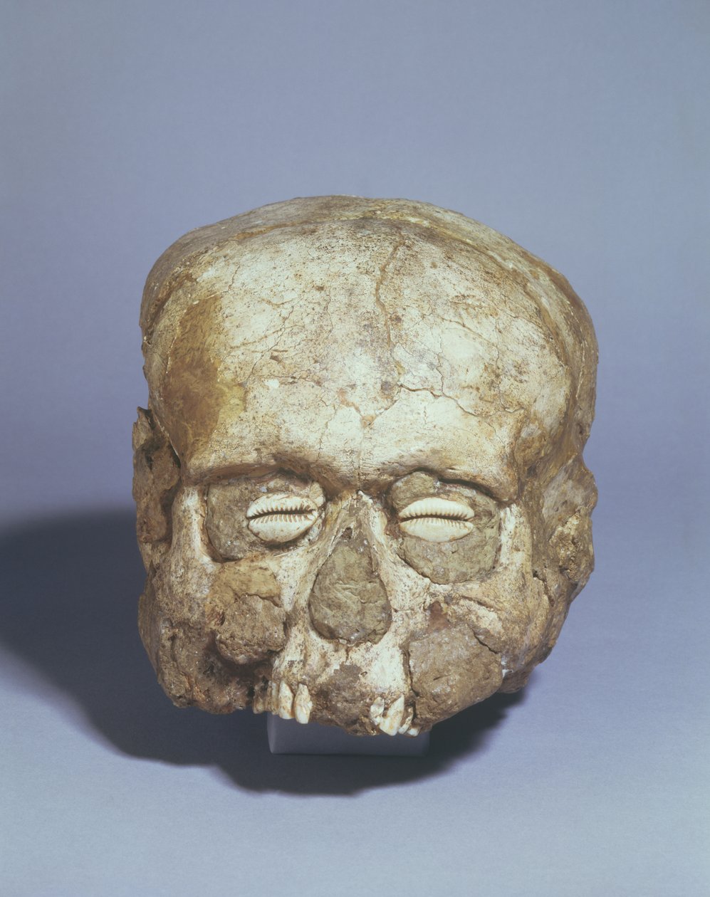Crânio do retrato com olhos do shell do cowrie, Jericho, c.7th millennium BC (crânio, emplastro e escudo) de Neolithic