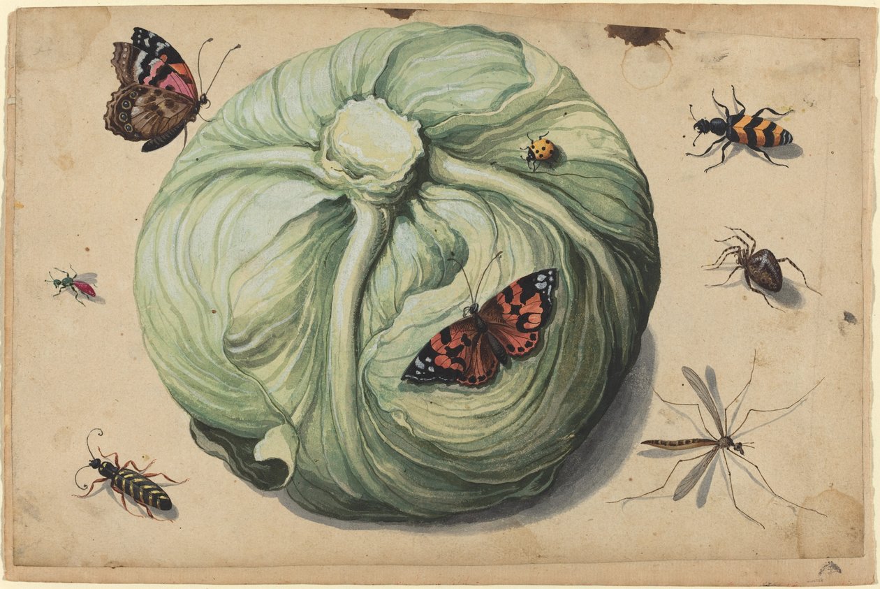 Cabeça de repolho com insetos de Netherlandish 17th Century