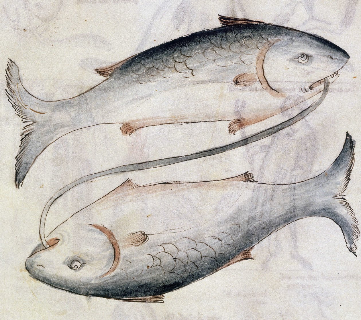 Sloane 3983 Desenho de Peixes, de uma tradução de um tratado astrológico persa por Jafar ibn Muhammad (velino) de Netherlandish School