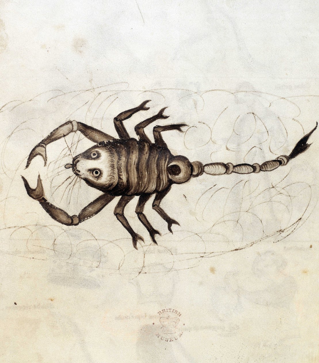 Sloane 3983. Folio No: 23 O signo zodiacal Escorpião (vellum) de Netherlandish School
