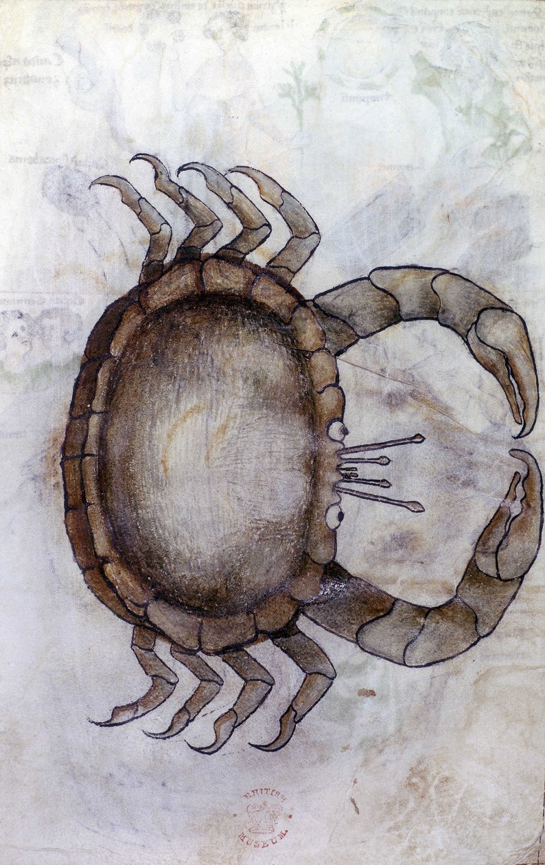 Sloane 3983 f.14v, Um caranguejo, signo do zodíaco para Câncer de Netherlandish School