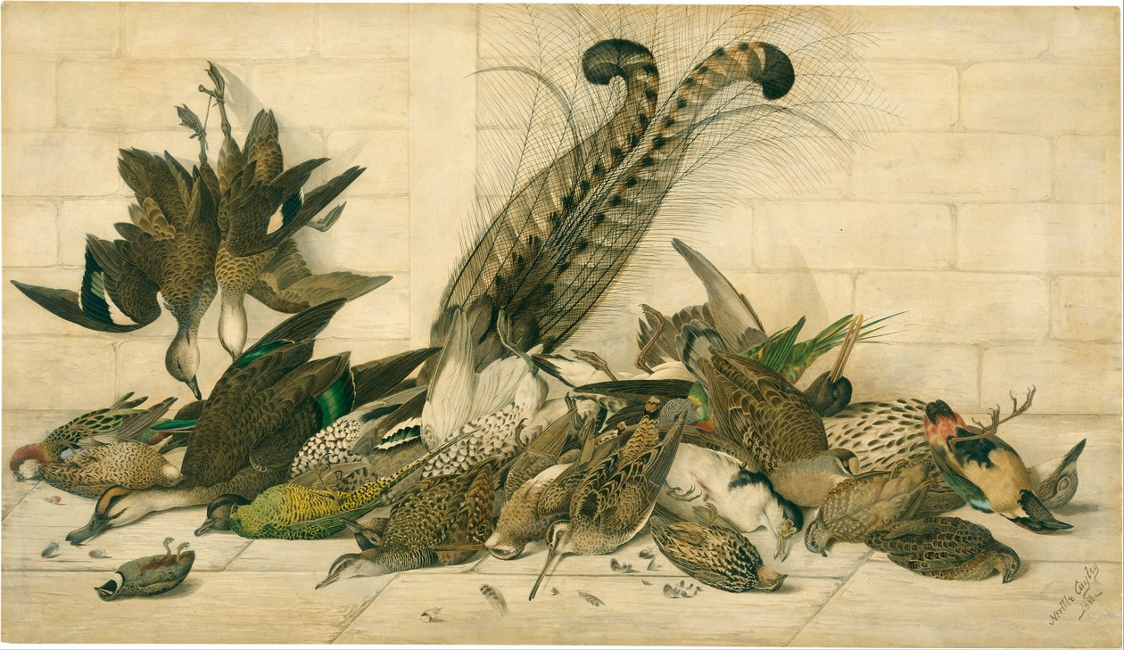 Gamebirds australianos de Neville HP Cayley